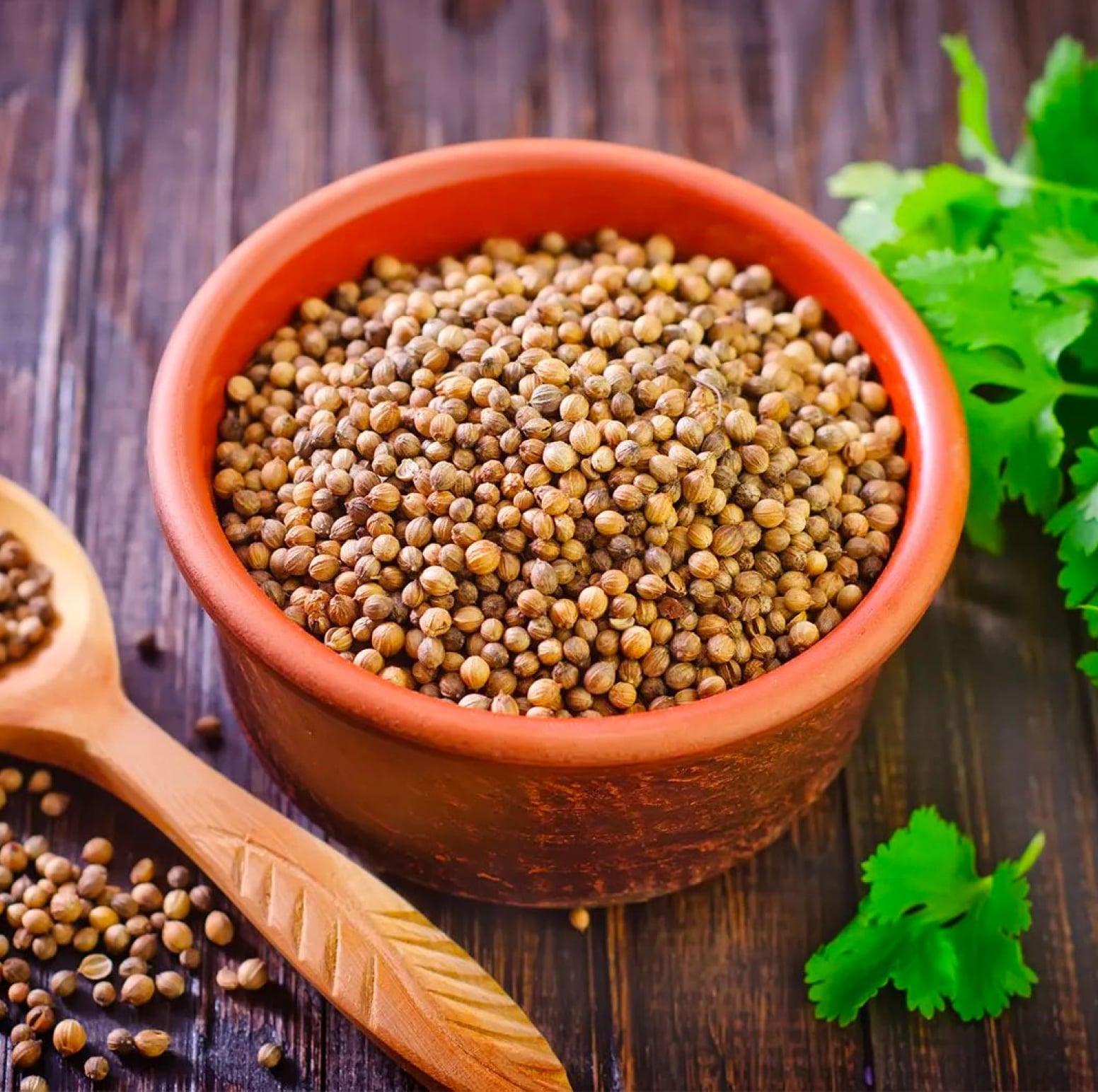 Coriander