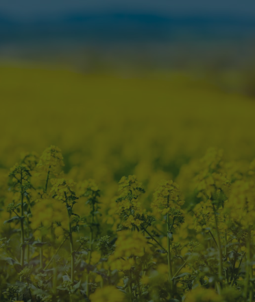 Rapeseed